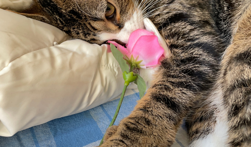 Valentine’s Day: Pet-Friendly Practices