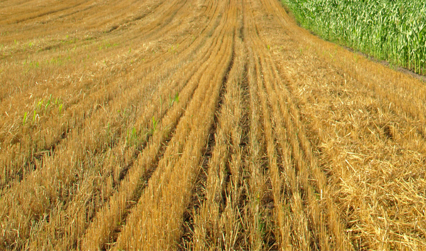 The Benefits of Fall Cover Crops