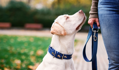 National Walk Your Dog Month: 5 Reasons to Participate