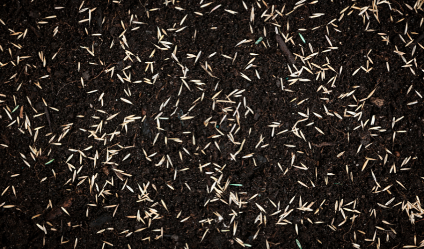 Tips for Planting Grass Seed in the Fall