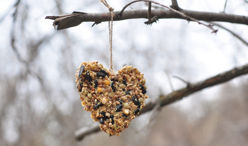 Wild Bird Seed: How to Attract The Most Birds