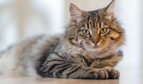 Purr-fectly Happy Cats: Tips to Keep Your Feline Friends Content