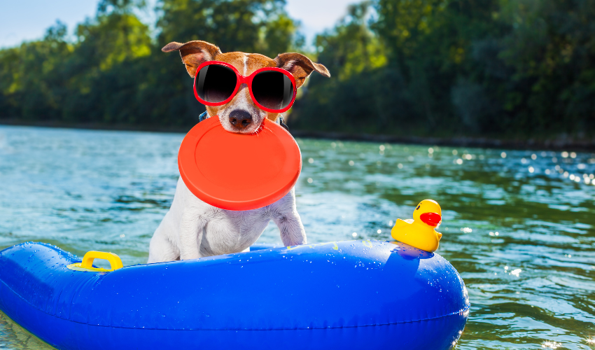 Helping Your Pets Beat the Heat