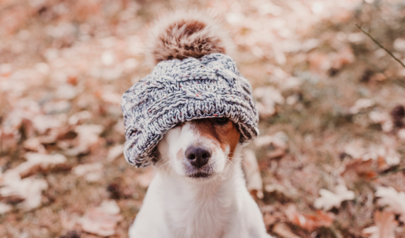 Our Winter Pet Prep Guide