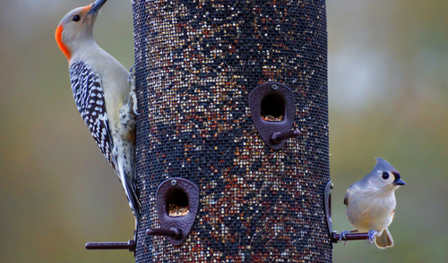 Safe Feeding Options for Wild Birds