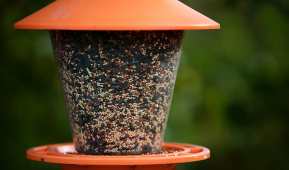 Bird Feeding Tips for Fall