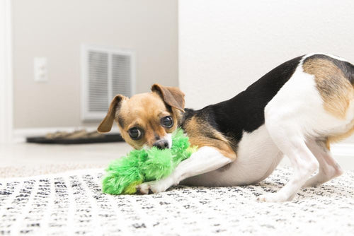 Kong frog dog toy best sale