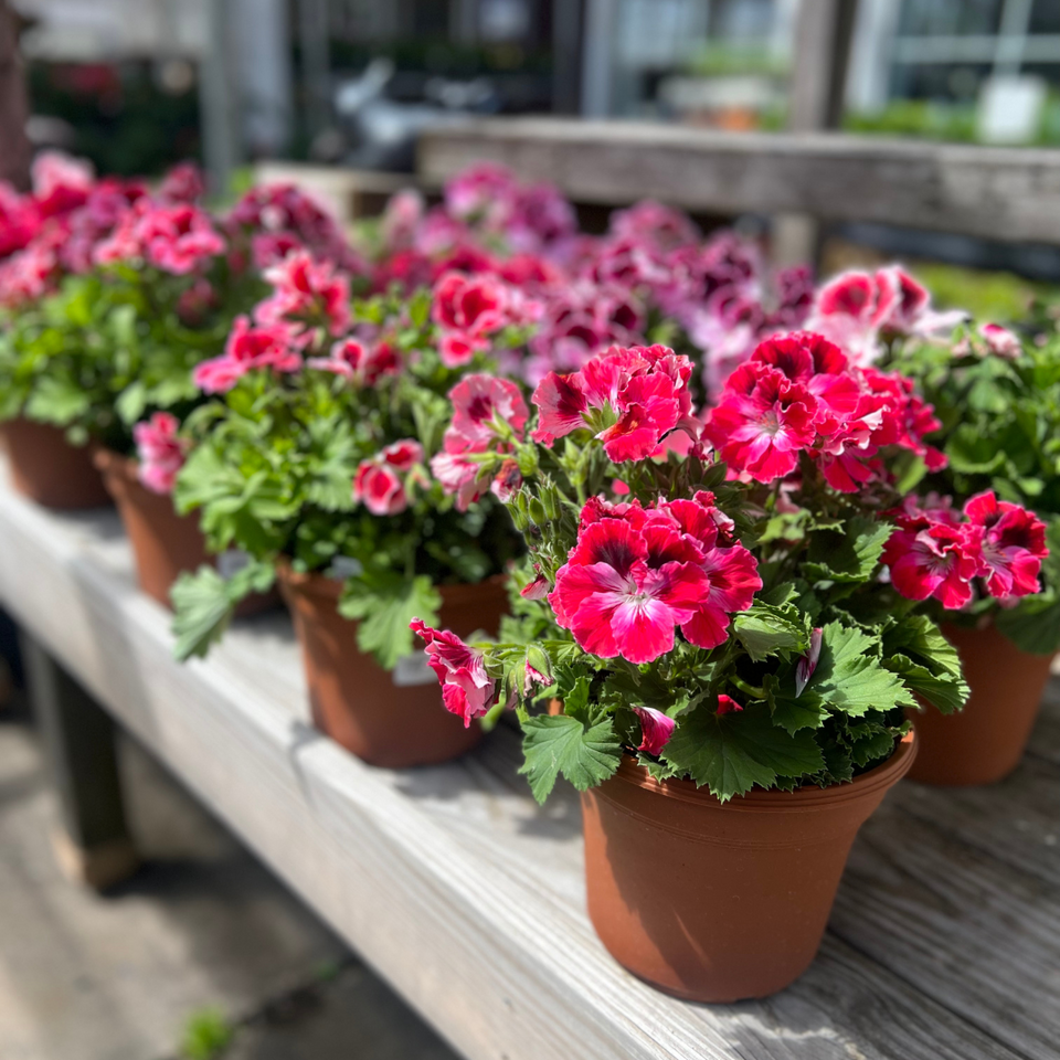 Our selection of potted pink pelargoniums.