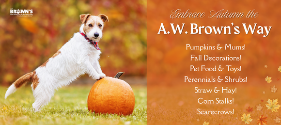 Dog with a pumpkin on a grassy field, promoting A.W. Brown's fall products.