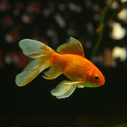 A goldfish swimming in its tank with a dark and blurred background.