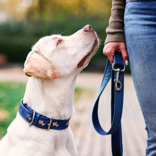 A yellow lab looking up at its owner. The lab has a royal blue collar with silver adornments and a matching leash held by its owner.