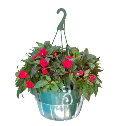 Plastec Hanging Saucer