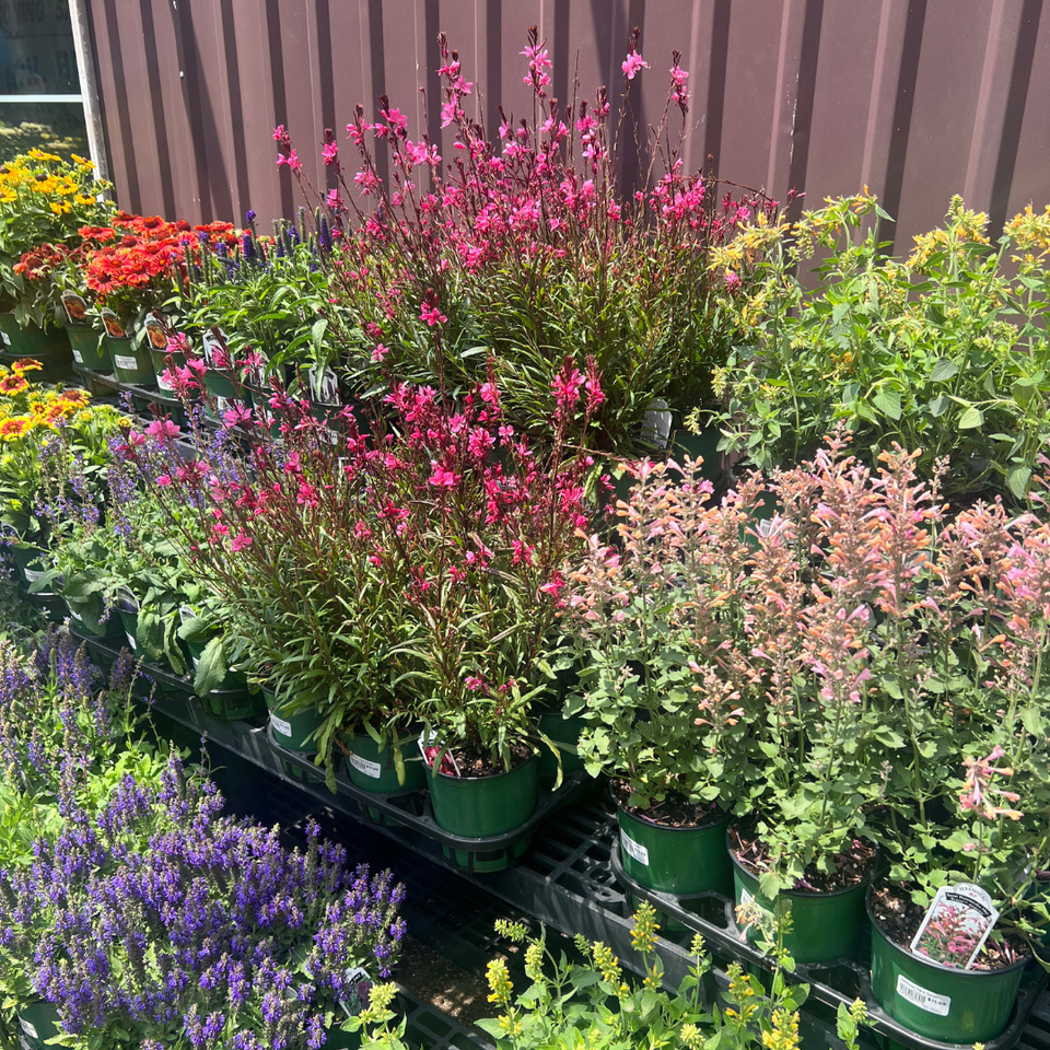 A small selection of our perennials that we have in stock including bee blossoms, salvia, and kudos ambrosia. 