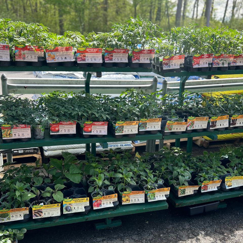 A small selection of our Bonnie Plants including tomatoes, jalapenos, eggplants, bell peppers, and more!