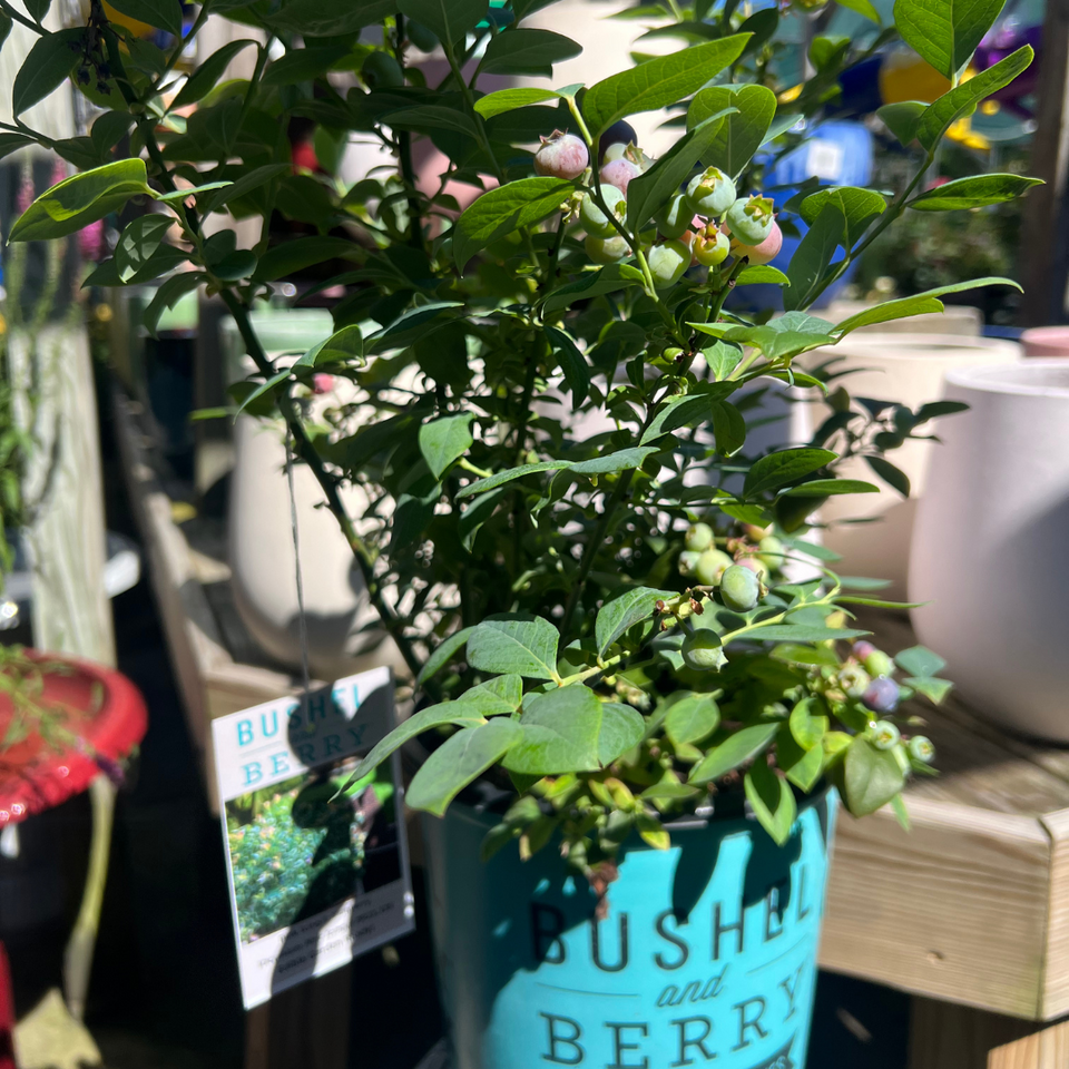 A blueberry bush that is surrounded by a small selection of our pottery.