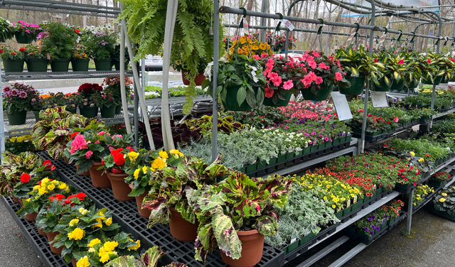 Our selection of hanging baskets with flowers and/or ferns hanging over pallets of plants including coleus, begonias, and more!